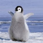 simplepenguin